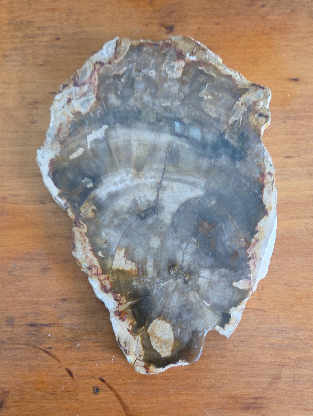 Petrified Wood Slice - Picture 2 of 3